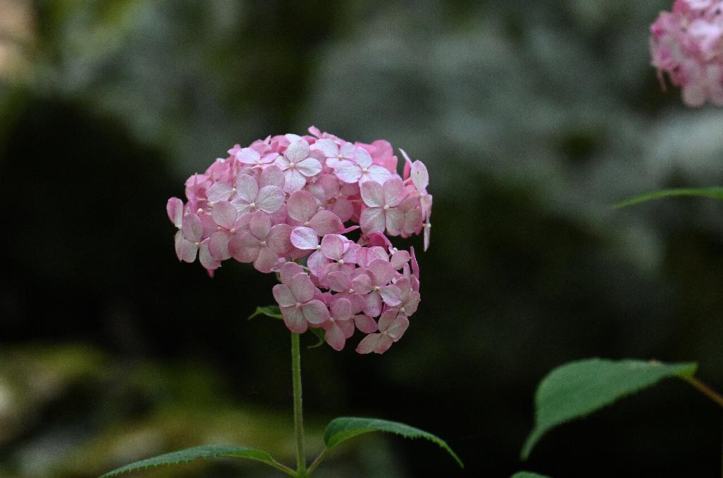 2025-07199722 Tower Hill Botanic Garden, MA.JPG - Mountain Hydrangea (Hydrangea macrophylla). New England Botanic Garden at Tower Hill, MA, 7-19-2025